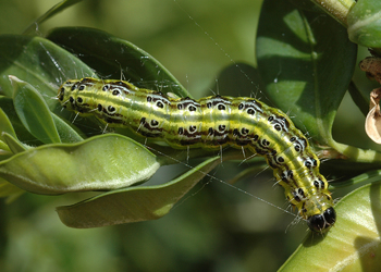 Buchsbaumzünsler (Cydalima perspectalis) - © Leo Kuzmits